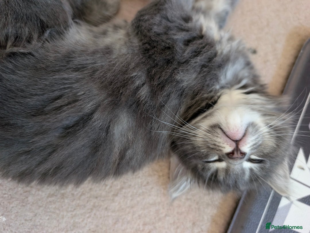 Mixed Breed cats for sale: Three incredibly beautiful kittens - Image 2