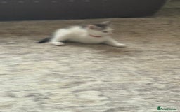 Mixed Breed cats for sale: Beautiful mixed breed kittens - Image 35