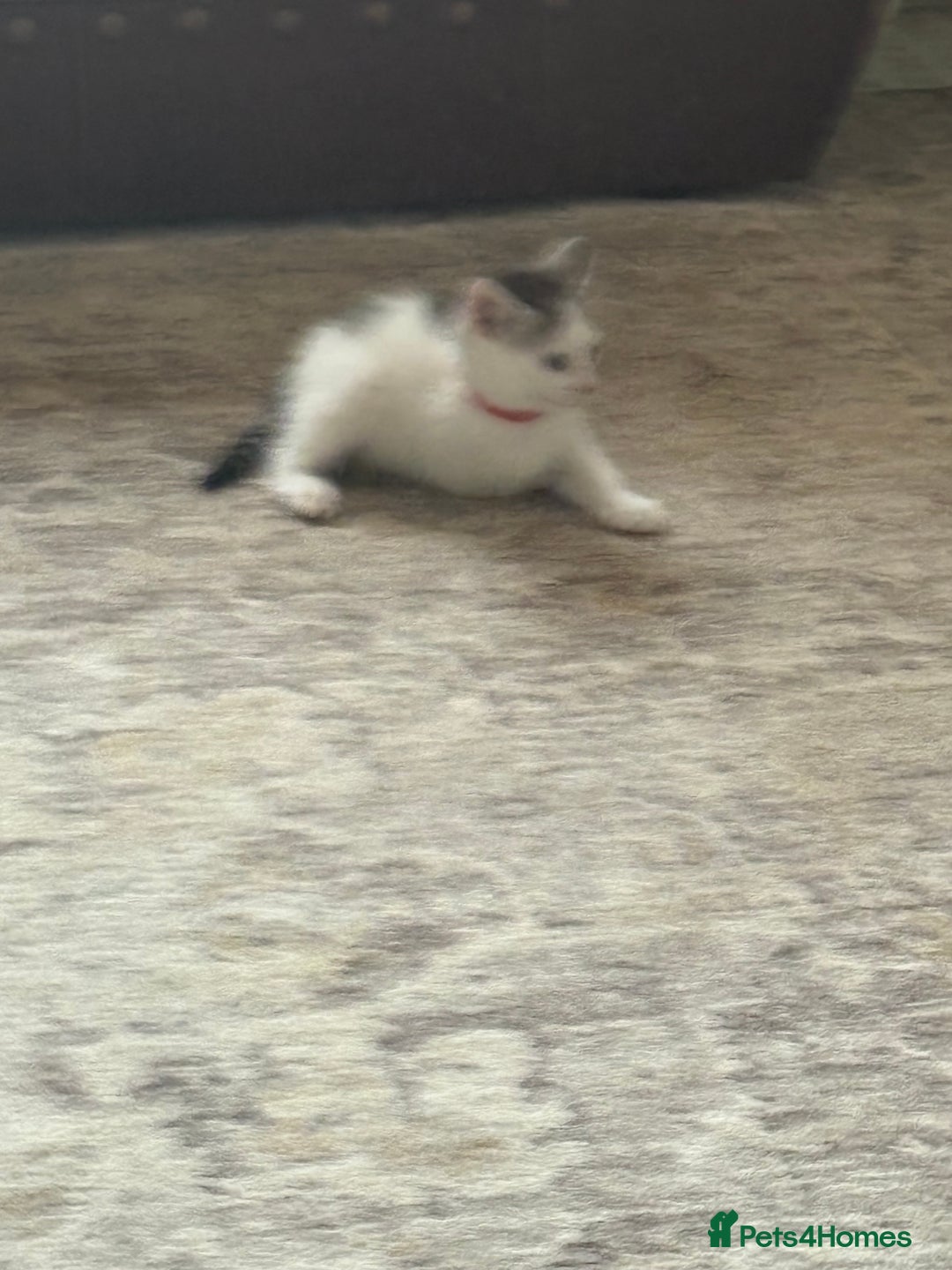Mixed Breed cats for sale: Beautiful mixed breed kittens - Image 35