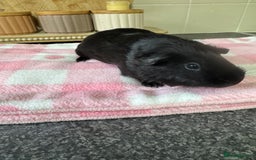 Guinea Pig rodents for sale: Little jasmine  - Image 2