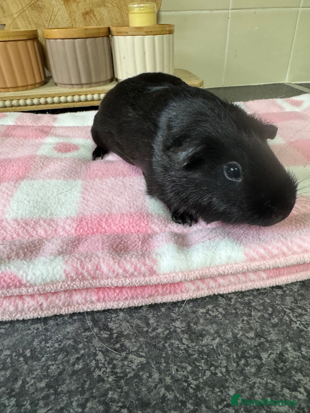 Guinea Pig rodents for sale: Little jasmine  - Image 2
