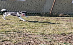 Mixed Breed dogs for adoption: Ferris for adoption - Advert 5