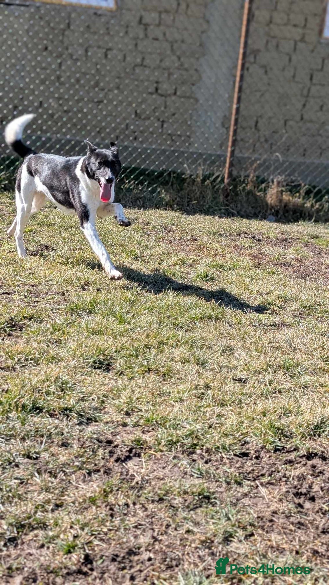 Mixed Breed dogs for adoption: Ferris for adoption - Advert 5