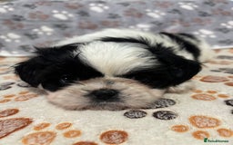Shih Tzu dogs for sale: Shih tzu puppies - Image 9