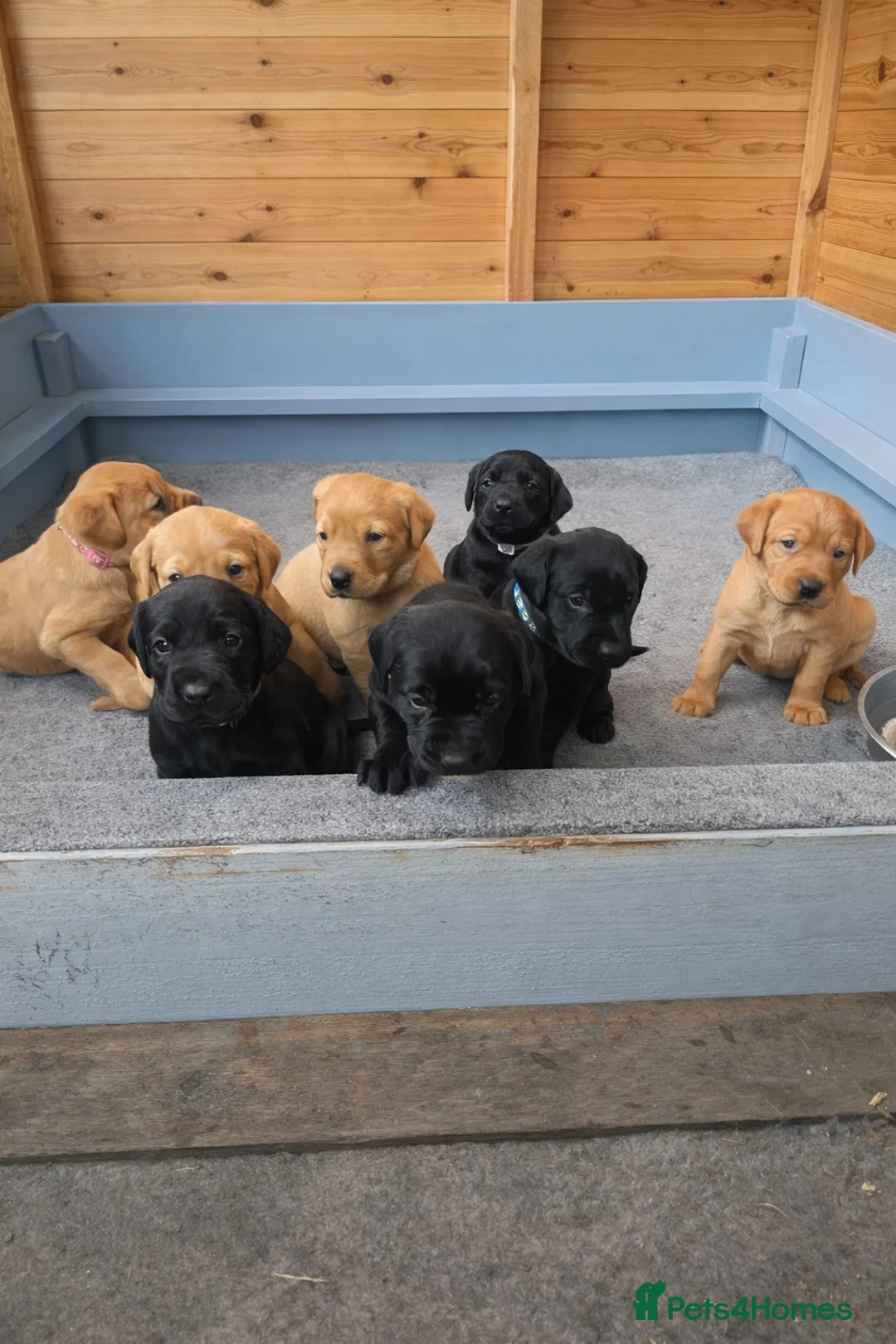 Labrador Retriever dogs for sale: ⭐️Labrador retriever puppies⭐️ in Sevenoaks - Advert 1