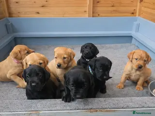 Labrador Retriever dogs ⭐️Labrador retriever puppies⭐️ - Advert 7
