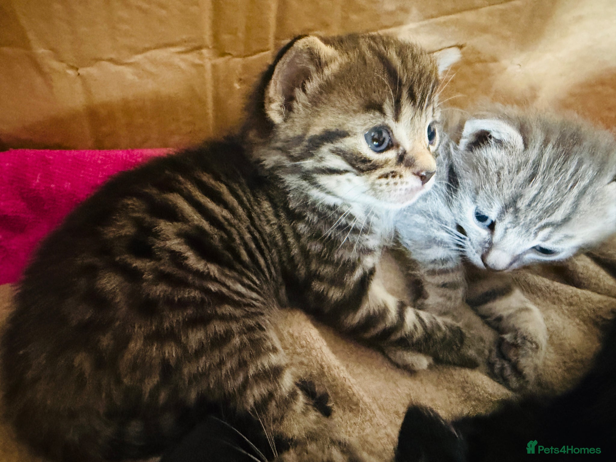 Mixed Breed cats Beautiful Kittens BSH Cross - Advert 1