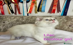 Ragdoll cats for sale: GCCF REGISTERED PEDIGREE RAGDOLL KITTENS - Image 15