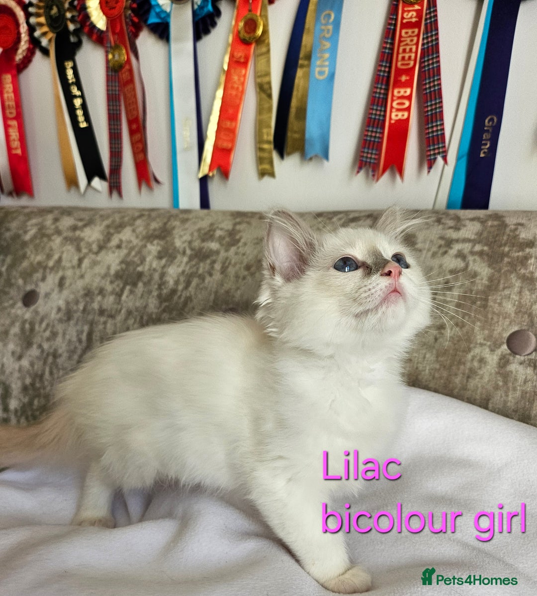 Ragdoll cats for sale: GCCF REGISTERED PEDIGREE RAGDOLL KITTENS - Image 15
