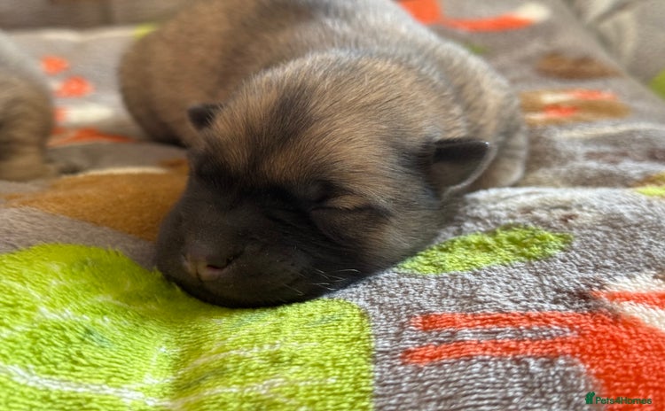Eurasier dogs - Advert 1