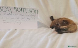 Mixed Breed dogs for sale: Yorkie-pom puppies  - Image 11