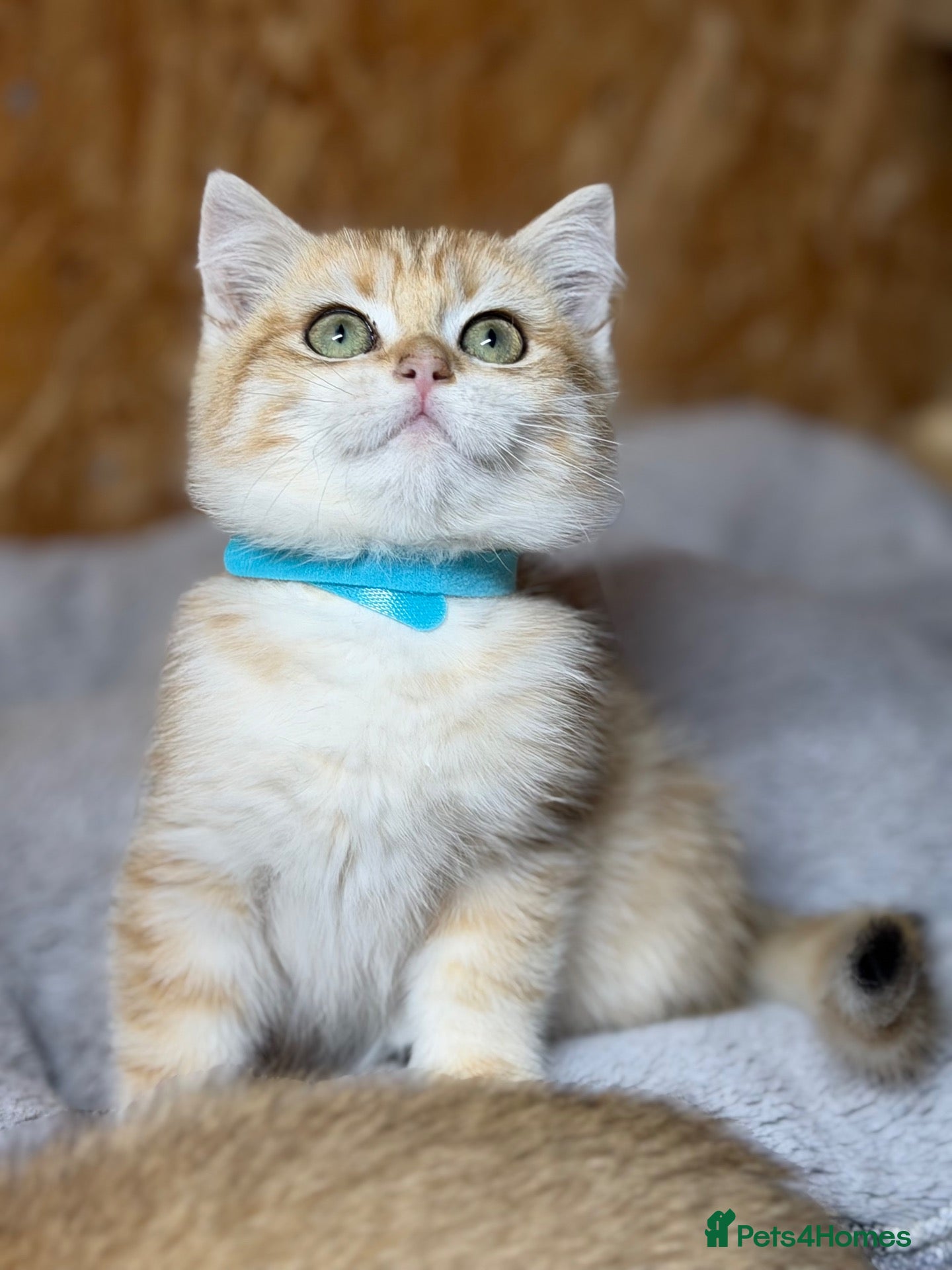 British Shorthair cats British shorthair golden odd eyed kittens  - Advert 7