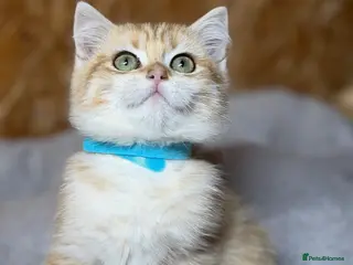 British Shorthair cats British shorthair golden odd eyed kittens - Advert 7