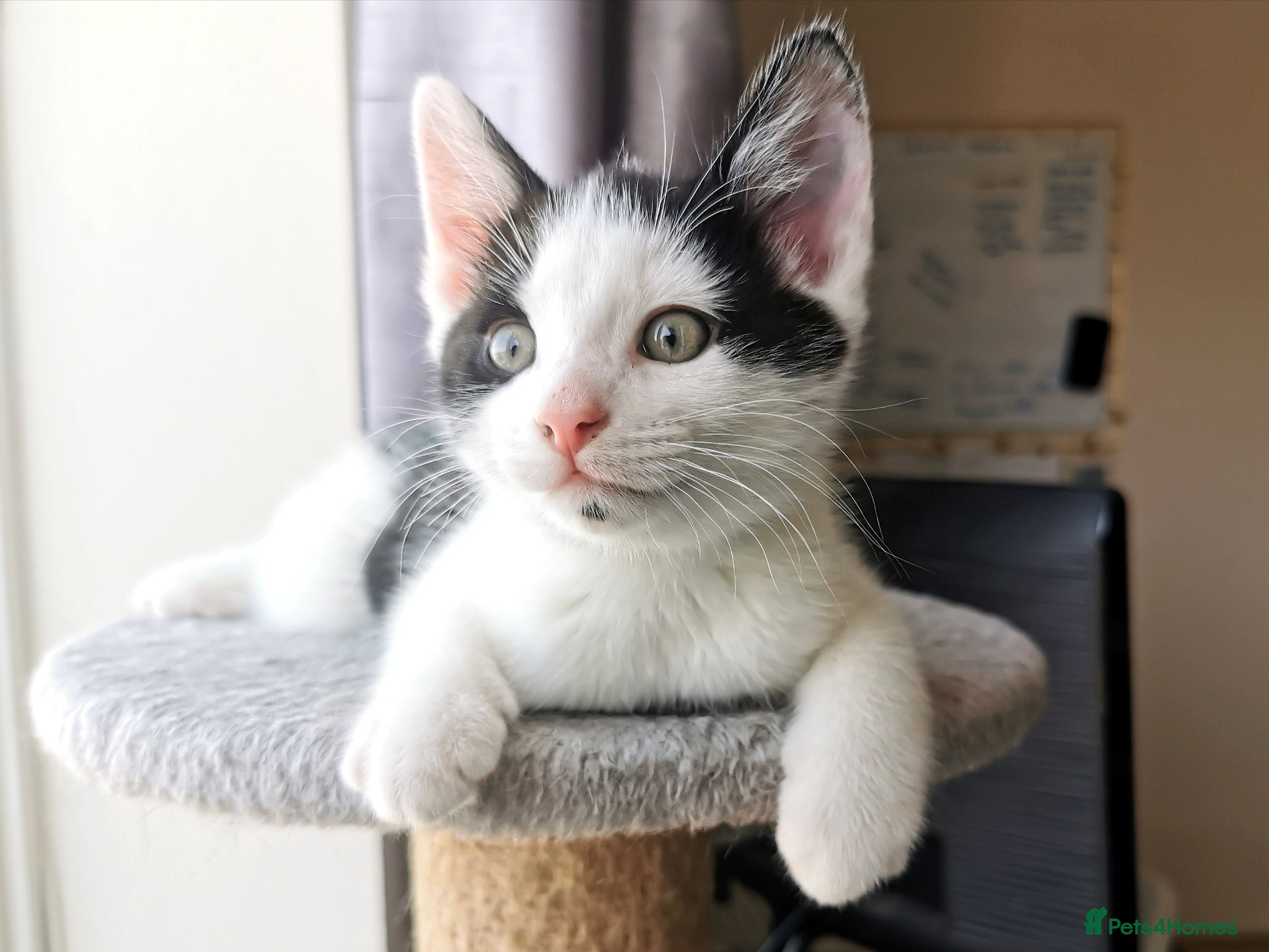 Mixed Breed cats for sale: Gorgeous, sweet natured & very playful kittens in London - Advert 12
