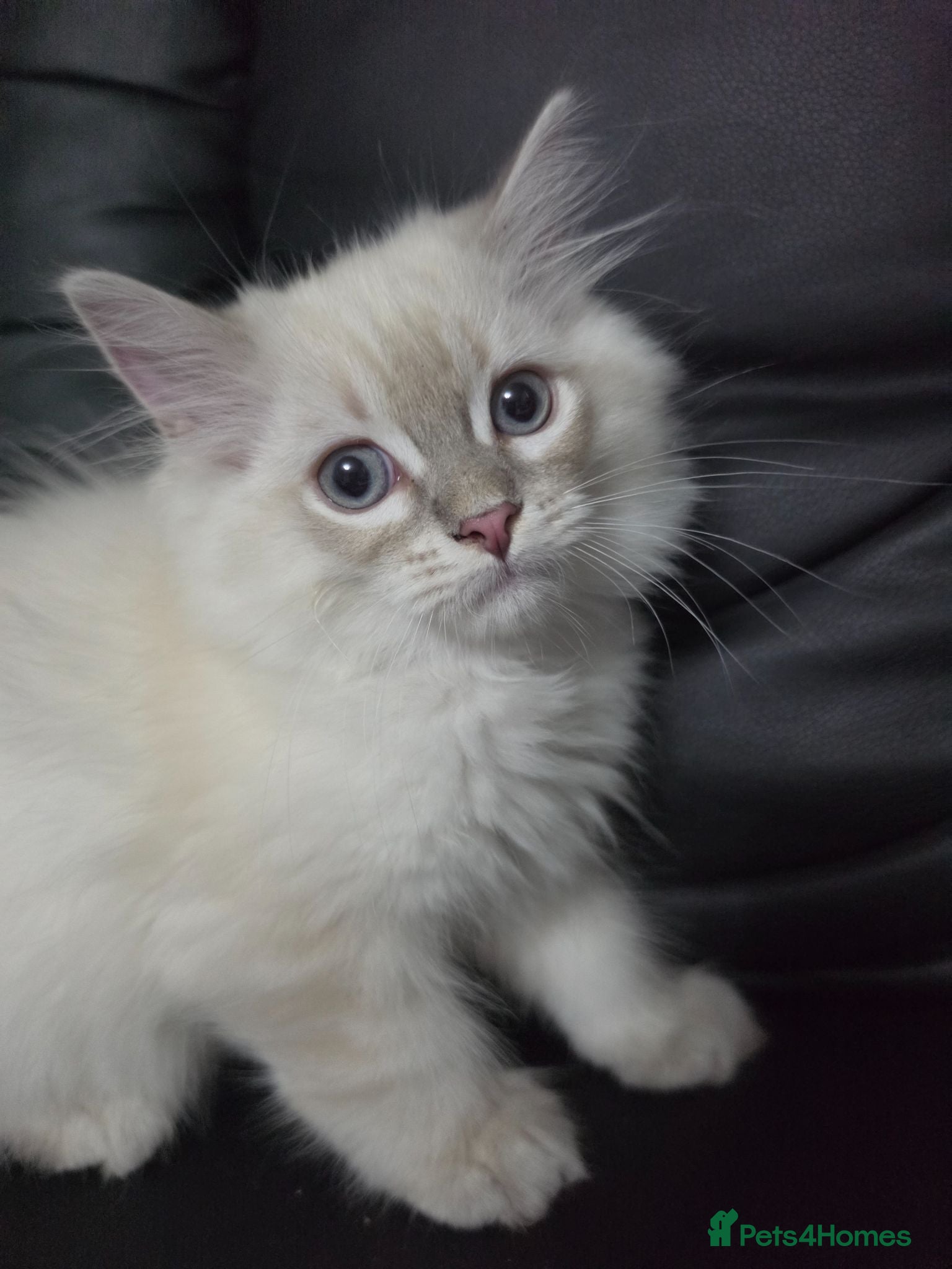 Persian cats Persain chinchilla blue eyes colourpoint kittens   - Advert 4