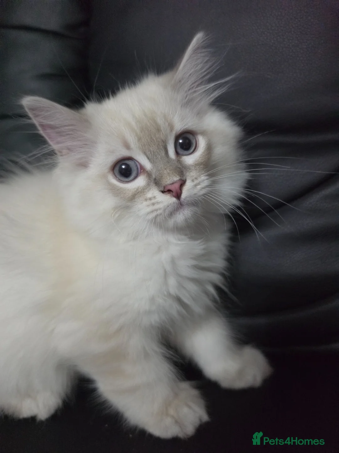 Persian cats for sale: Persain chinchilla blue eyes colourpoint kittens   - Advert 1