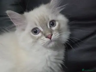 Persian cats Persain chinchilla blue eyes colourpoint kittens - Advert 4