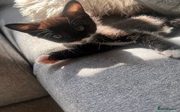 Maine Coon cats for sale: 1/2 Maine coon, 1 boy left. 8 weeks & ready to go - Image 3