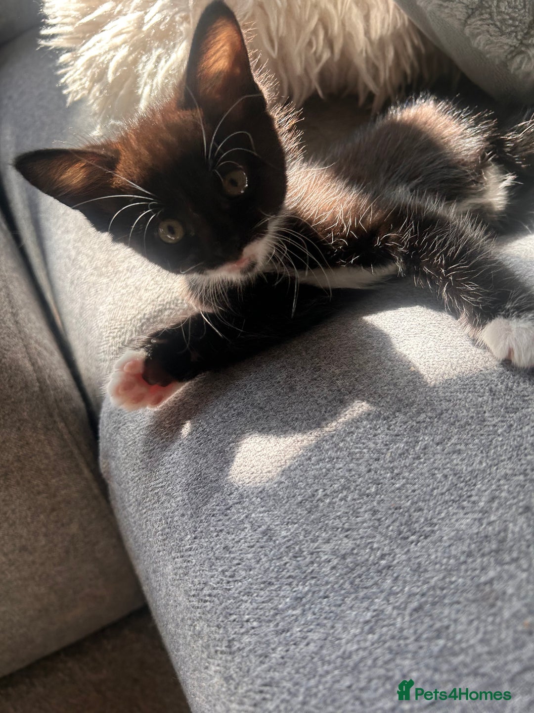 Maine Coon cats for sale: 1/2 Maine coon, 1 boy left. 8 weeks & ready to go - Image 3