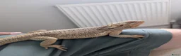 Bearded Dragon reptiles for sale: Male bearded dragon for sale in Emsworth - Advert 2
