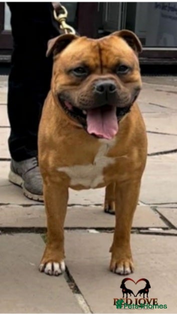 Staffordshire Bull Terrier dogs 🥨SIMPLY THE BEST.🥨🏆  - Advert 17