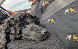 Miniature Poodle dogs for sale: Beautiful KC registered miniature poodles  - Image 9
