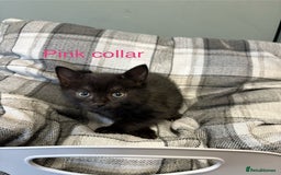 British Shorthair cats for sale: British blue short hair/crossed  - Image 2