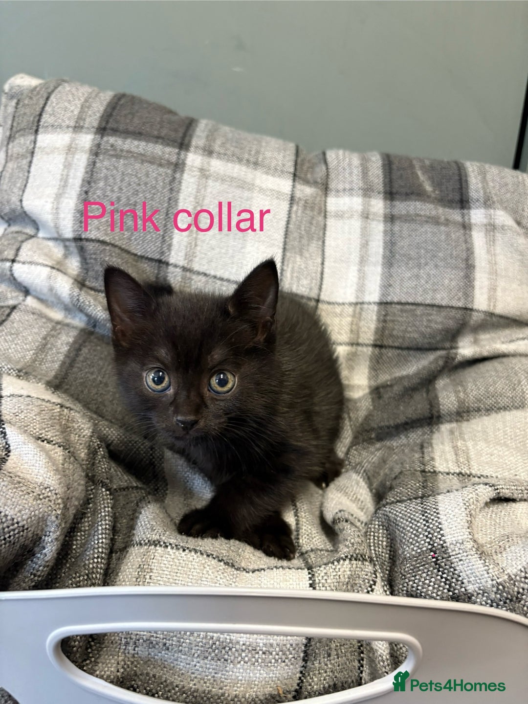 British Shorthair cats for sale: British blue short hair/crossed  - Image 2