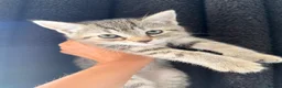 Mixed Breed cats for sale: Mixed breed tabby X ragdoll kittens - Advert 17