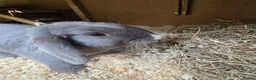 Mixed Breed rabbits for sale: 3 x Netherland Dwarf Harlequin mix bunnies - Advert 2