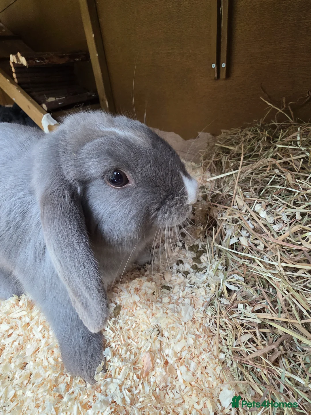 Mixed Breed rabbits for sale: 3 x Netherland Dwarf Harlequin mix bunnies - Advert 2