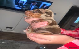 Miniature Dachshund dogs for sale: Kc miniature daschunds - Image 18