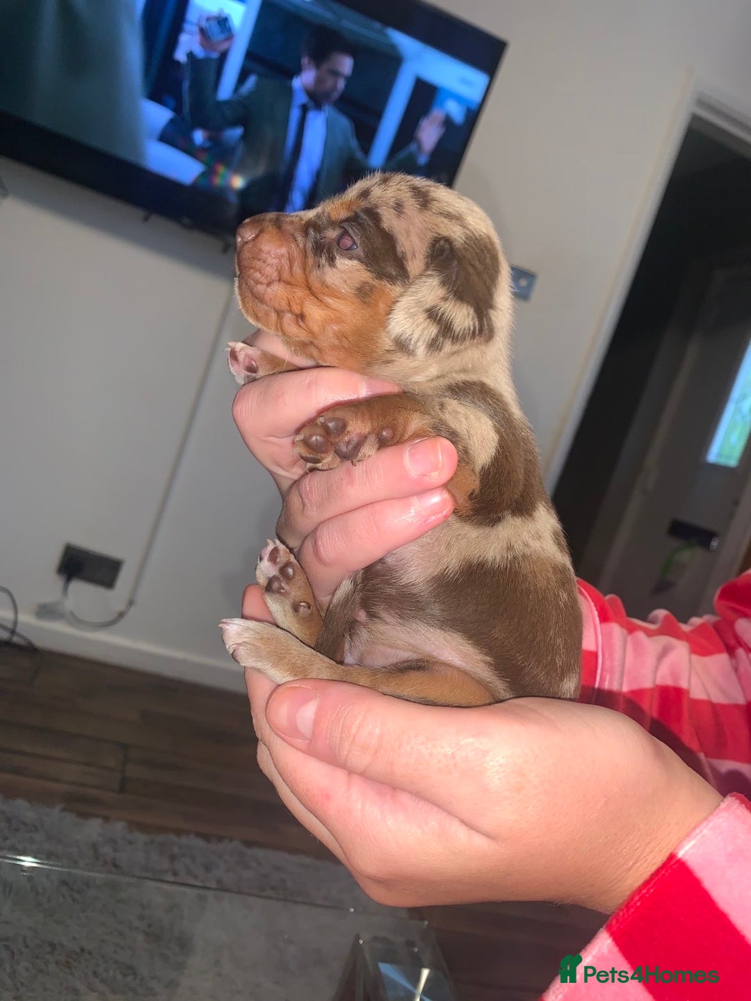 Miniature Dachshund dogs for sale: Kc miniature daschunds - Image 18