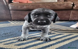 German Wirehaired Pointer dogs for sale: German Wirehaired Pointer puppies! - Image 3