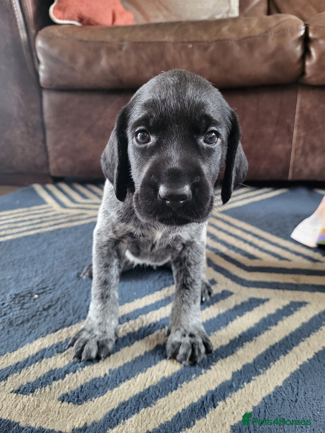German Wirehaired Pointer dogs for sale: German Wirehaired Pointer puppies! - Image 3