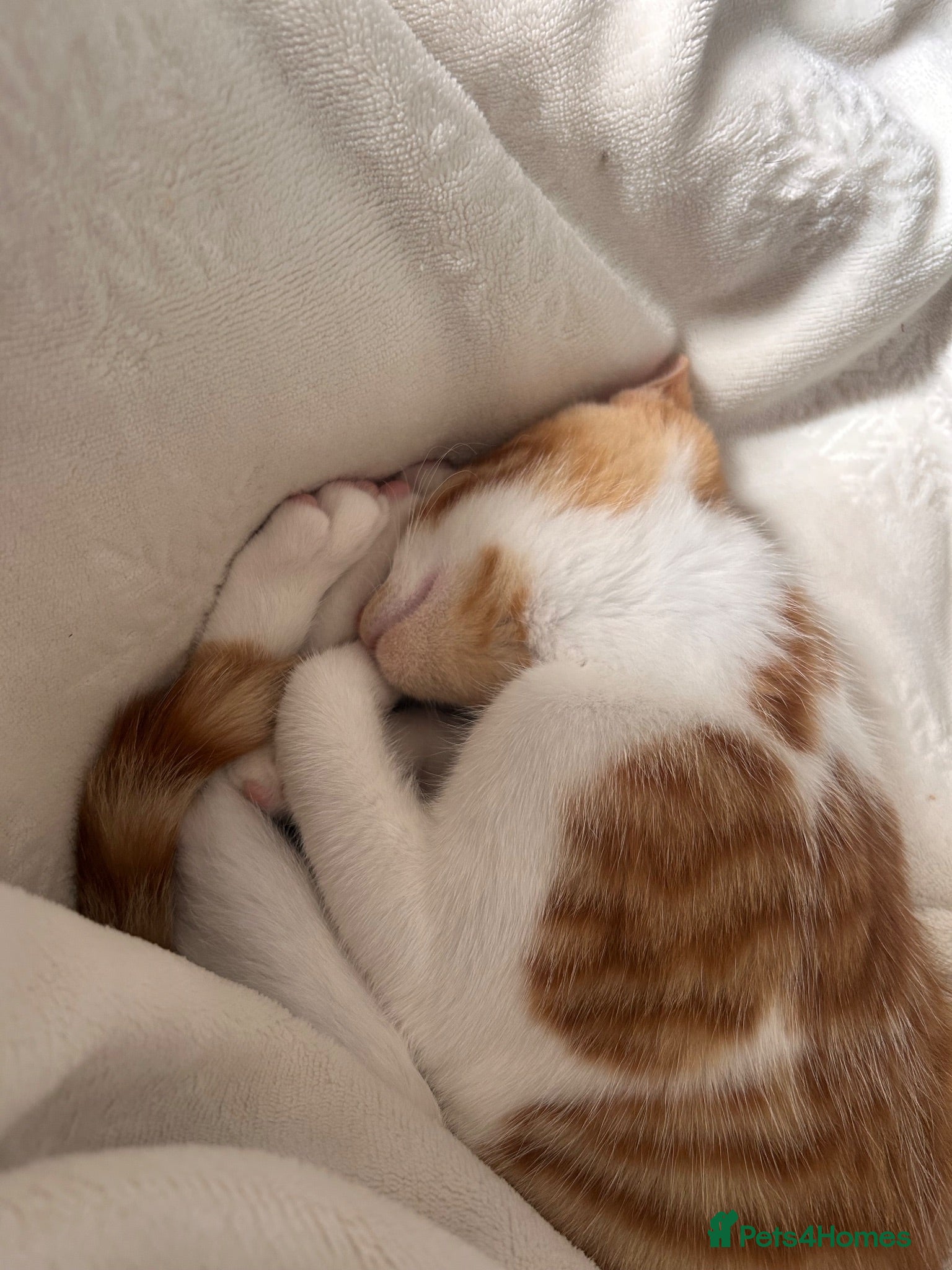 Mixed Breed cats Male cat aged 7 months - Advert 5