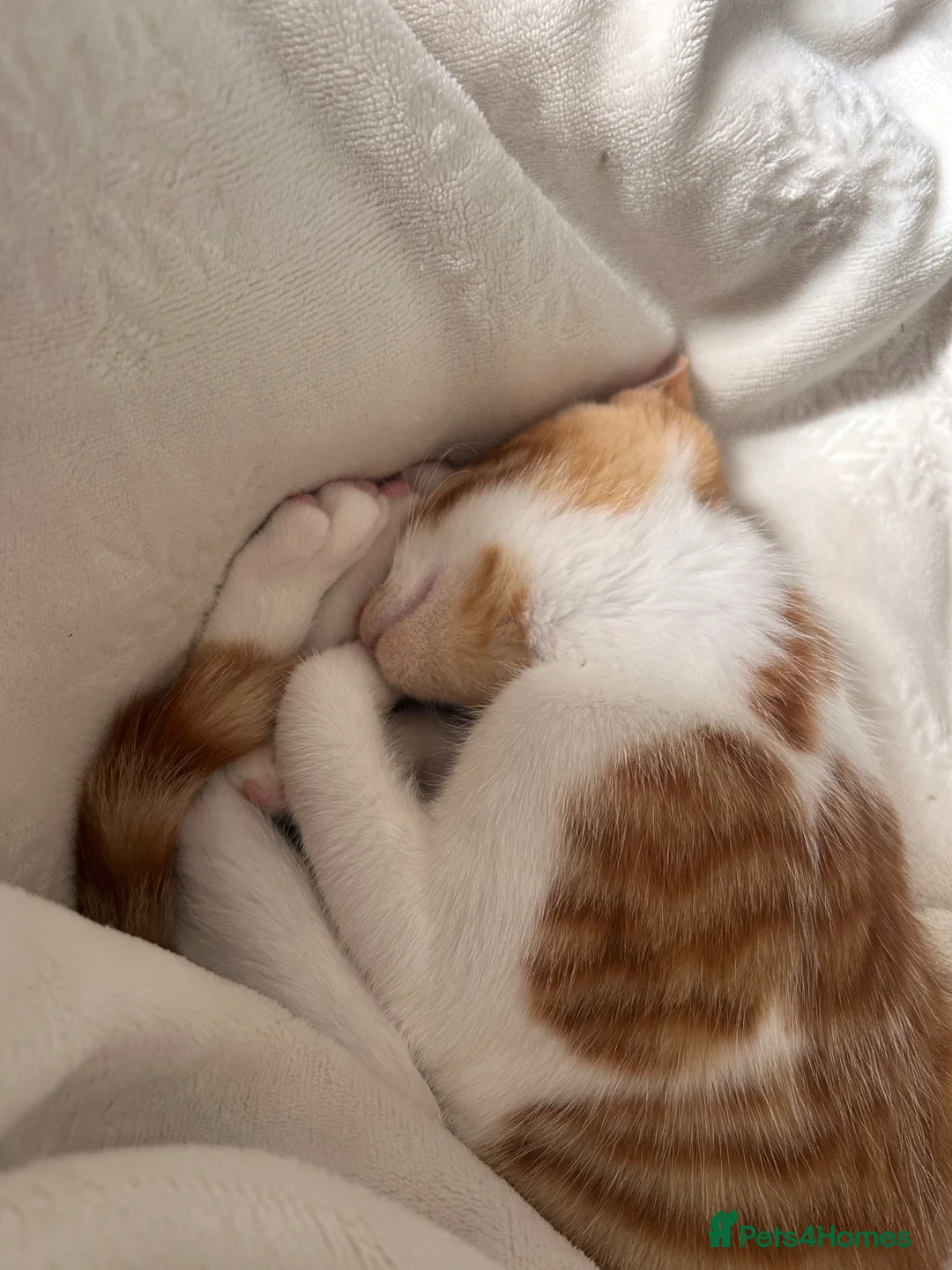 Mixed Breed cats for sale: Male cat aged 7 months in Exmouth - Advert 1