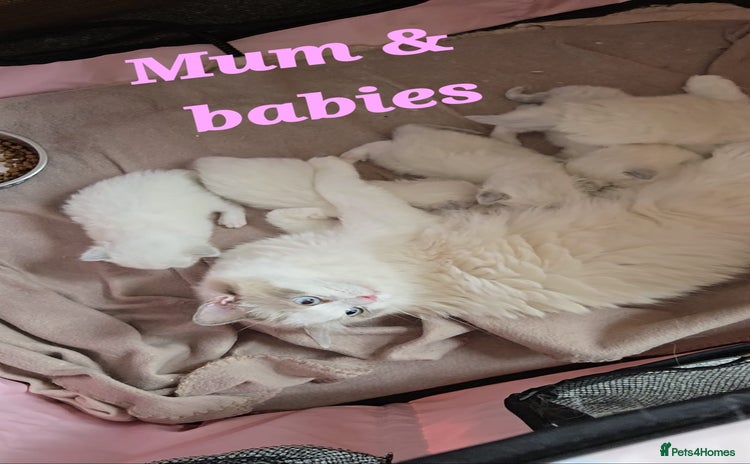 Ragdoll cats - Advert 5