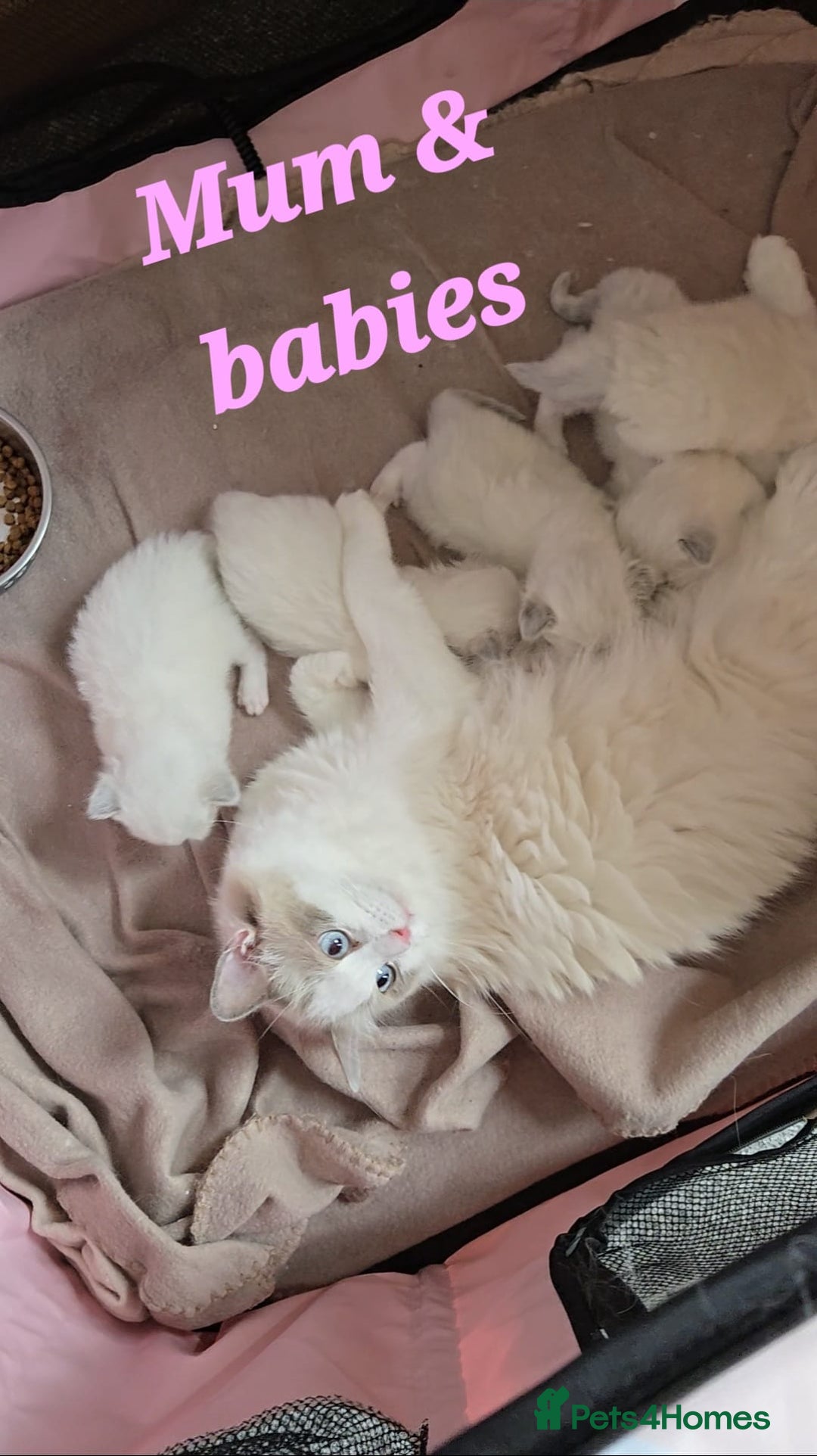 Ragdoll cats for sale: Pure Ragdoll Kittens (Mitted) - Image 1