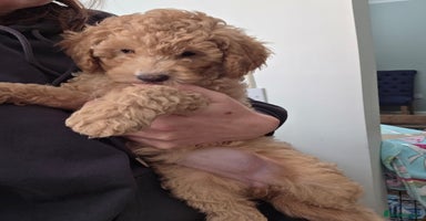 Toy Poodle dogs - Advert 1