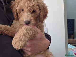 Toy Poodle dogs - Advert 2