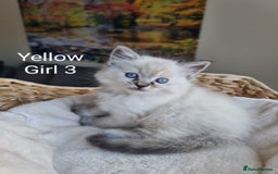 Ragdoll cats for sale: VERY BEAUTIFUL RAGDOLL KITTENS  - Image 5