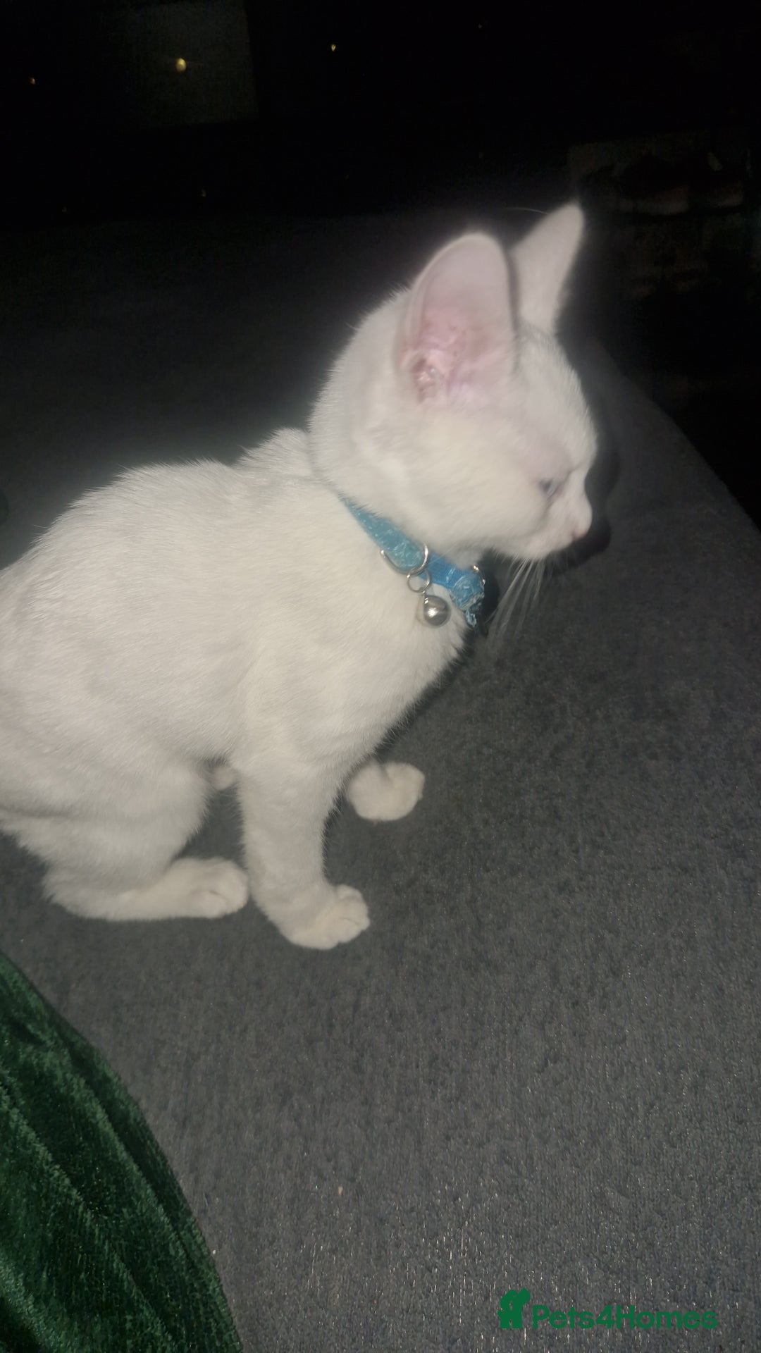 Turkish Angora cats for sale: Our moon baby  - Advert 2