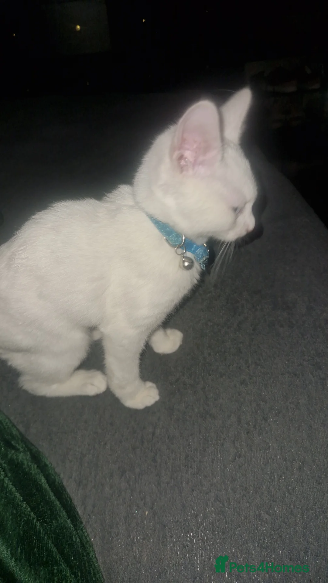 Turkish Angora cats for sale: Our moon baby  - Advert 2