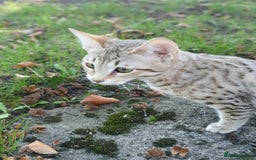 Savannah cats for sale: Fabulous F5 SBT Savannah Kittens! REDUCED! - Image 21