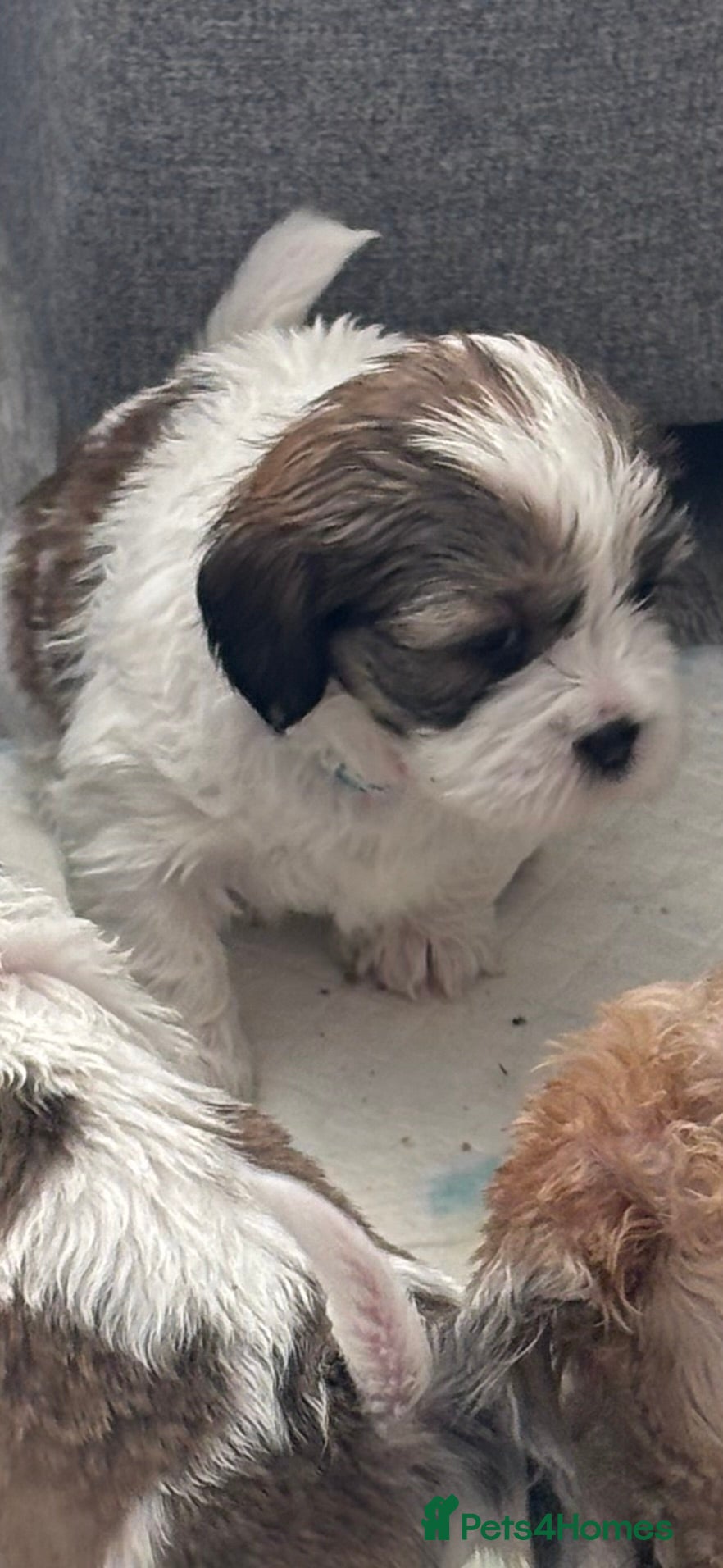 Shihpoo dogs Shih tuz cross puppys - Advert 3