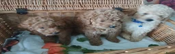 Miniature Poodle dogs for sale: Fox Red and Red puppies Boys and Girls available. - Advert 7