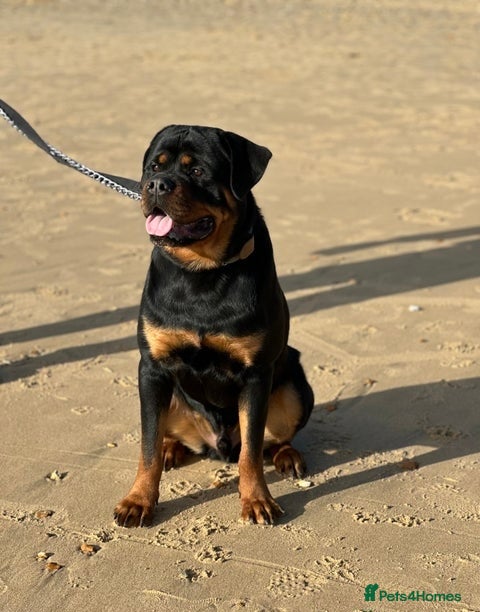 Rottweiler dogs HEALTH TESTED & HIP/ELBOW SCORED KC REG STUD in Witney - Advert 12