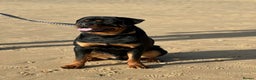 Rottweiler dogs for stud: Proven HEALTH TESTED KC registered Rottweiler stud in Witney - Advert 2