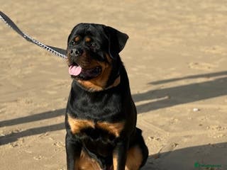 Rottweiler dogs HEALTH TESTED & HIP/ELBOW SCORED KC REG STUD in Witney - Advert 16